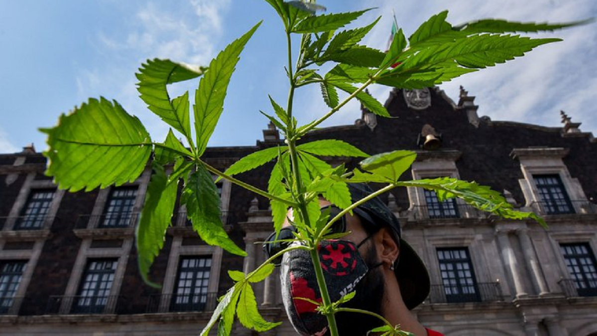 Suprema Corte Despenalizó El Uso Lúdico Y Recreativo De La Marihuana Noticiaspv 6789